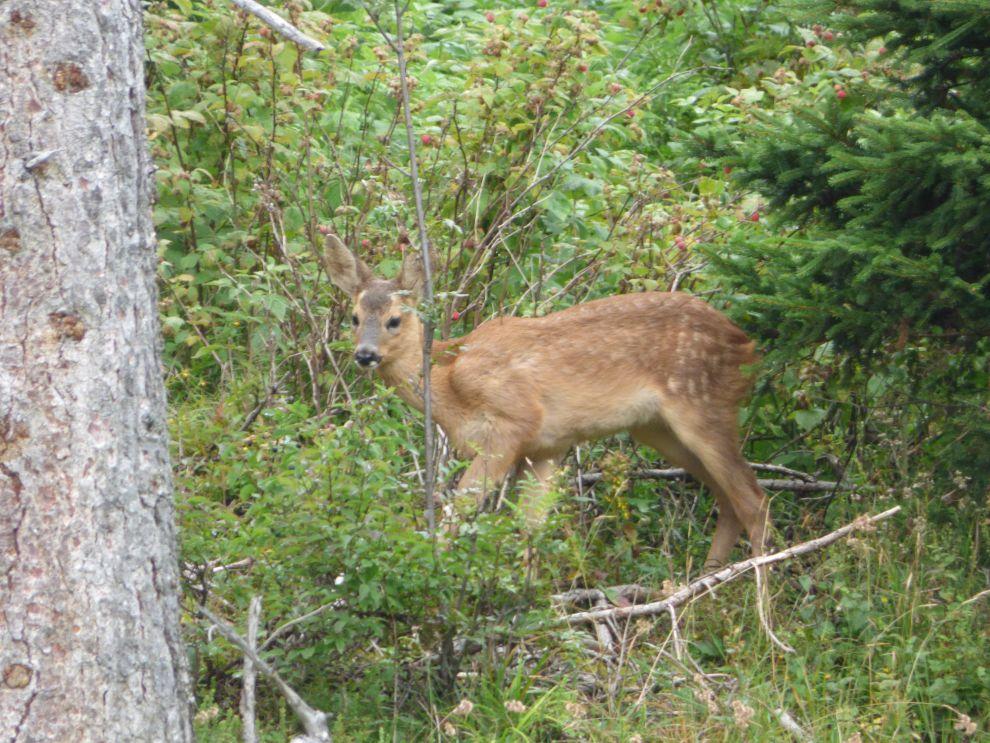 Fauna