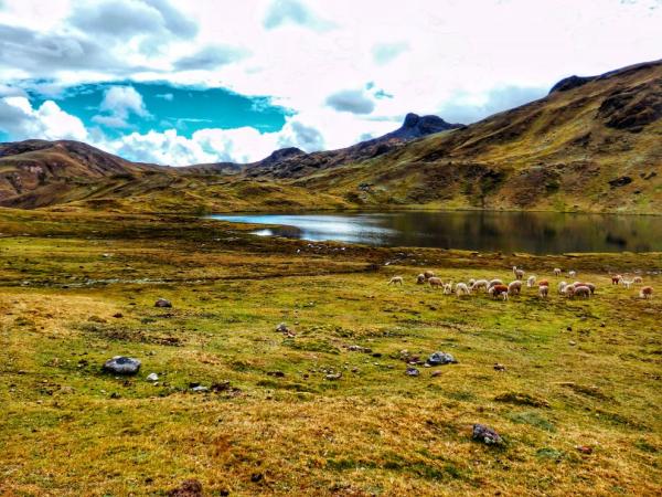 Ipsayqocha lake