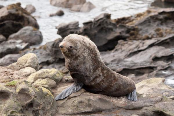 Lachtan forsterův (Arctocephalus forsteri)