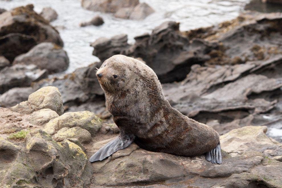 Lachtan forsterův (Arctocephalus forsteri)