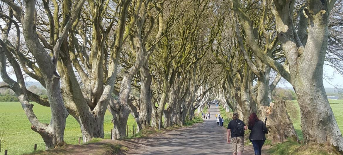 The Dark Hedges