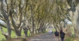 The Dark Hedges