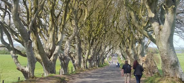 The Dark Hedges