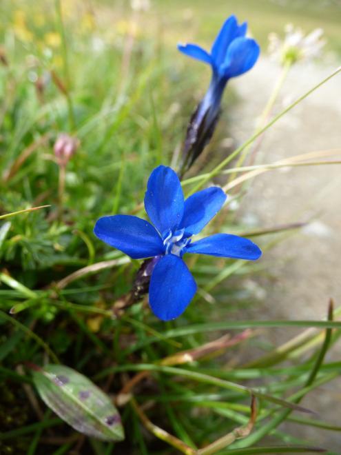 Flora