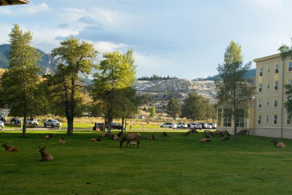 Laně a jeleni na odpočinku v Mammoth Hot Springs