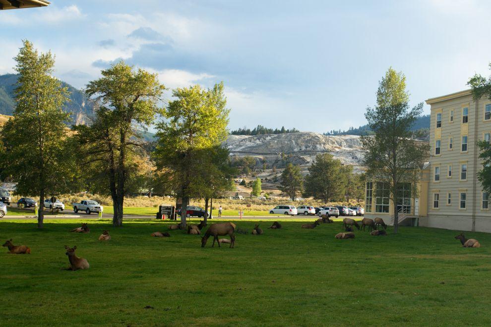 Laně a jeleni na odpočinku v Mammoth Hot Springs