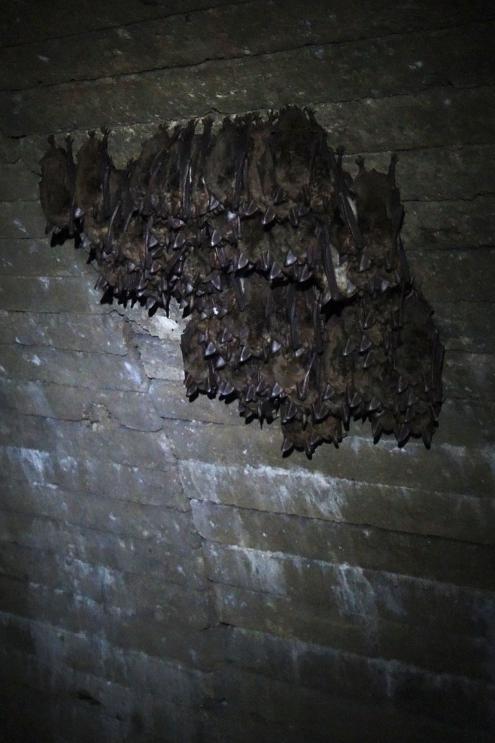 Na jaře jsou štoly plné batmanů