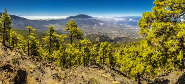 La Palma a víno