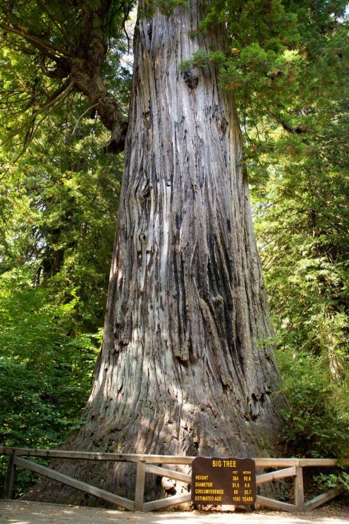 Big Tree