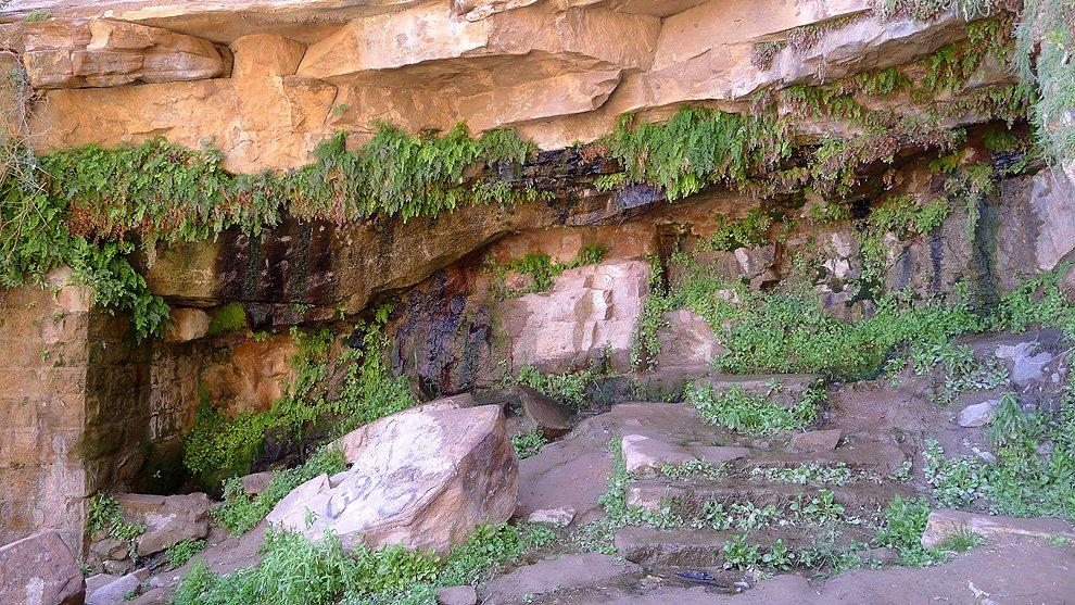 Lawrence's spring