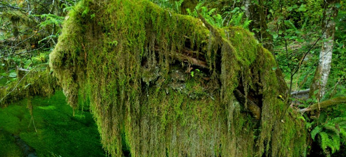 Výlet do Hoh Rain Forrest