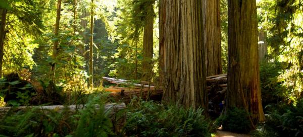 Národní park Redwood