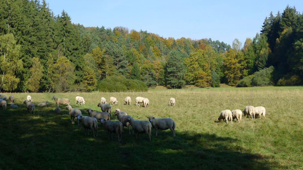 Velká louka u rozcestí