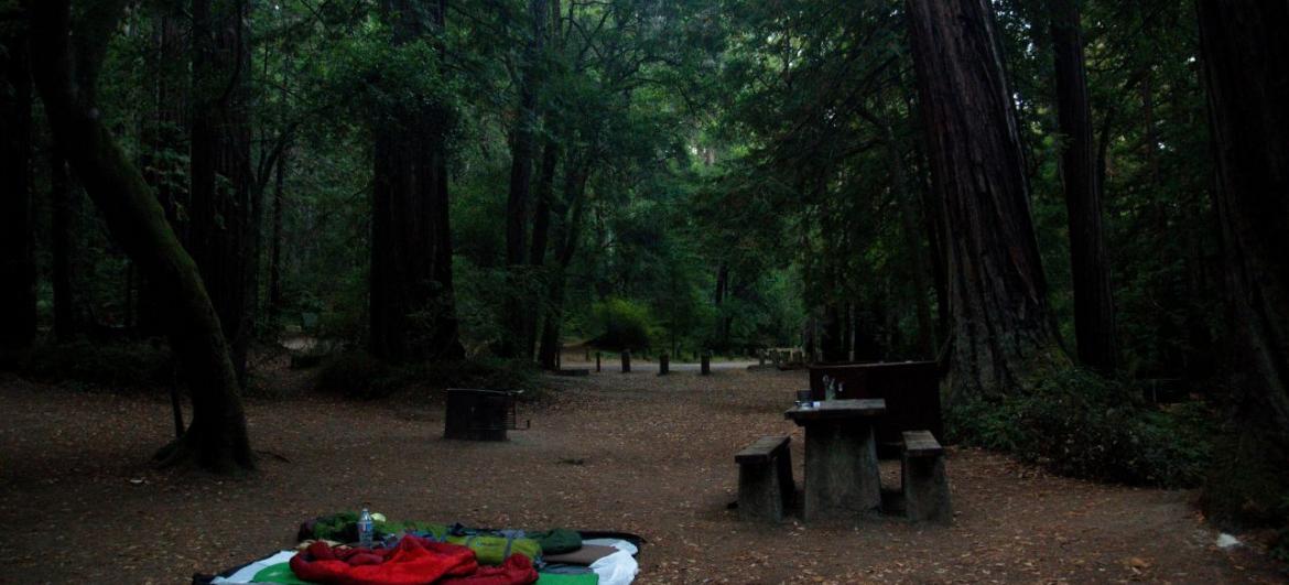 Portola Redwood State Park