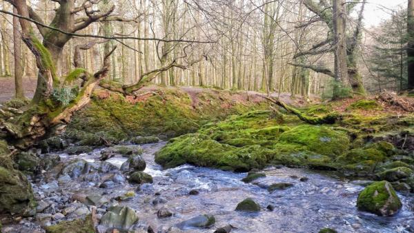 Tollymore forest park