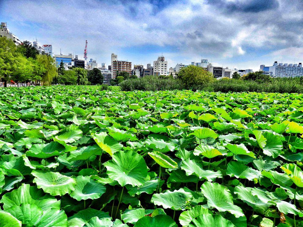 Jezero v Ueno parku