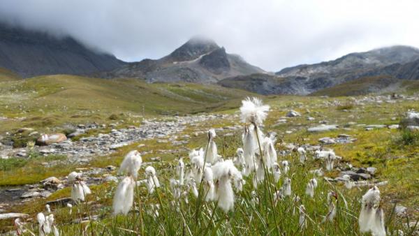 Fenêtre de Ferret (2698 m n. m.) - Col du Grand-Saint-Bernard