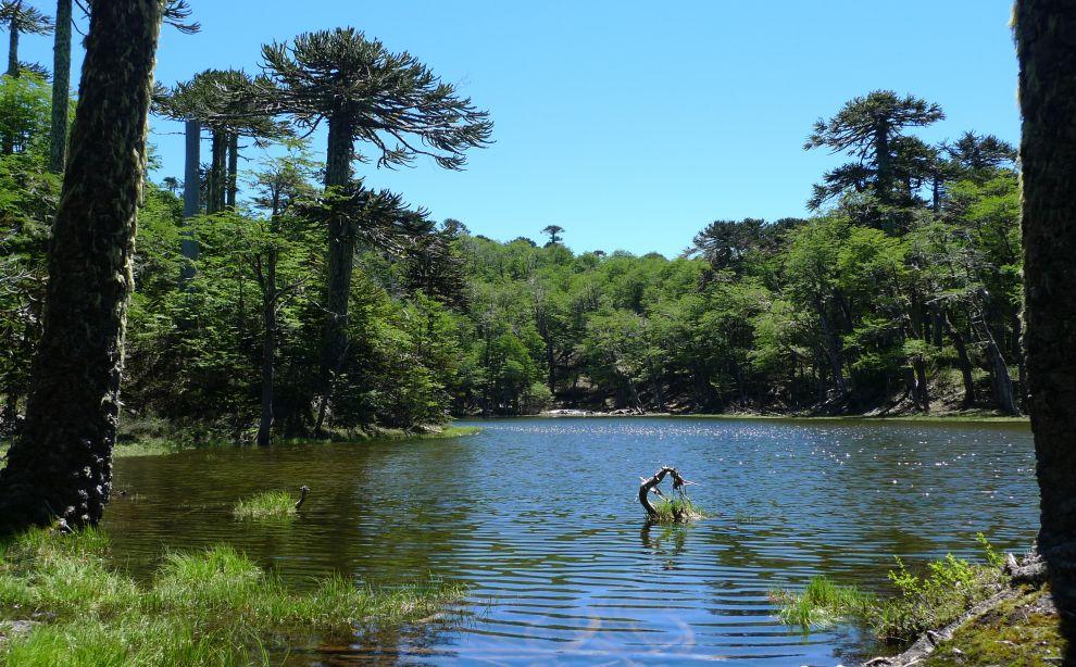 Laguna Los Patos