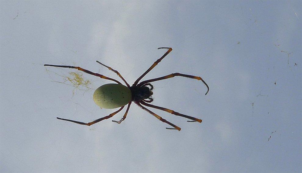 Giant spider