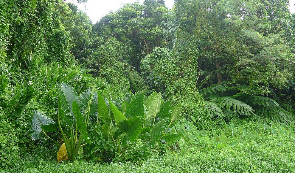 Tropical vegetation