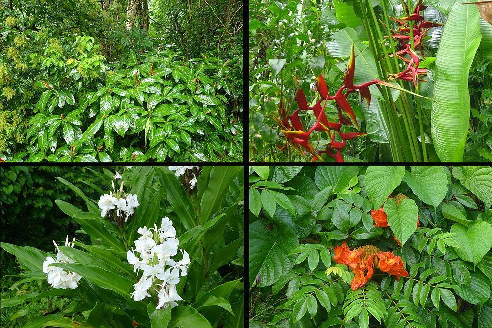 Tropical garden
