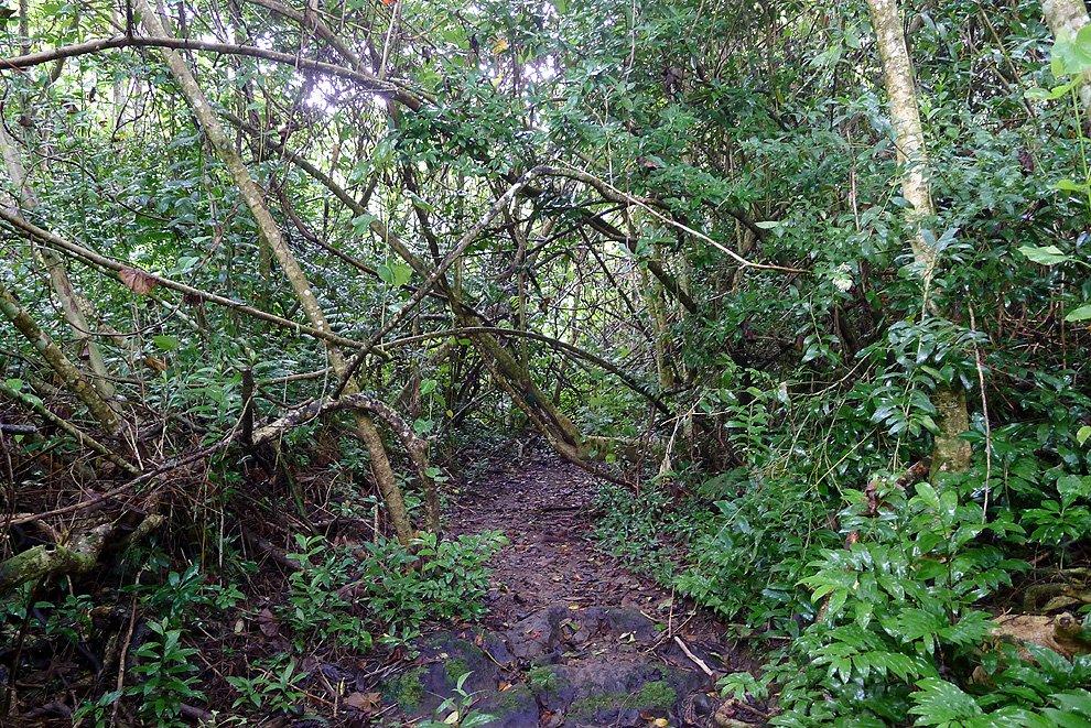 Jungle