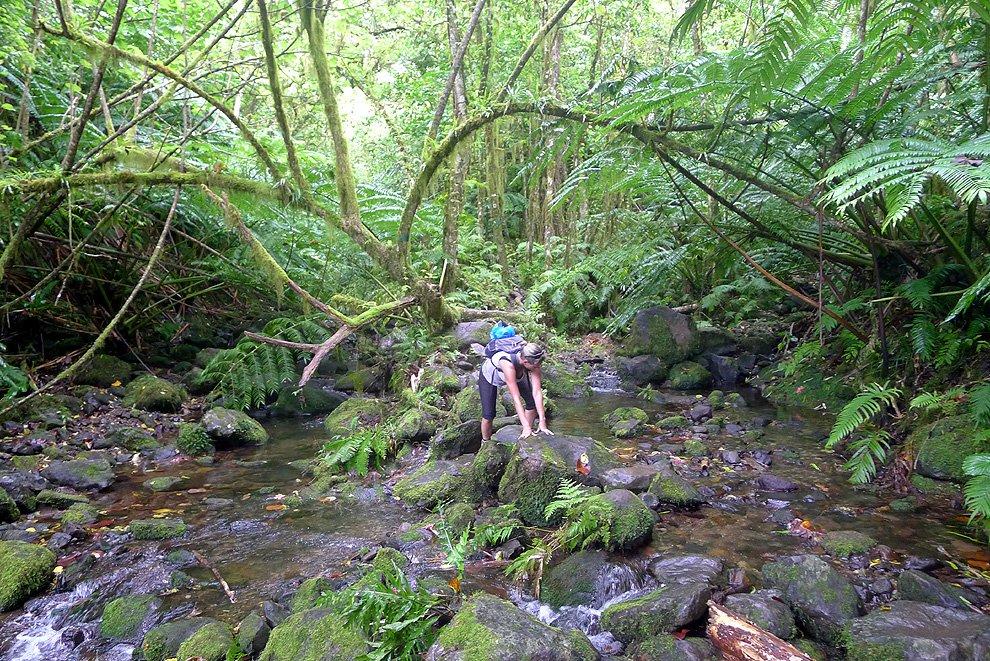 Brook Papua