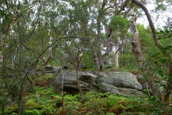Wellings reserve
