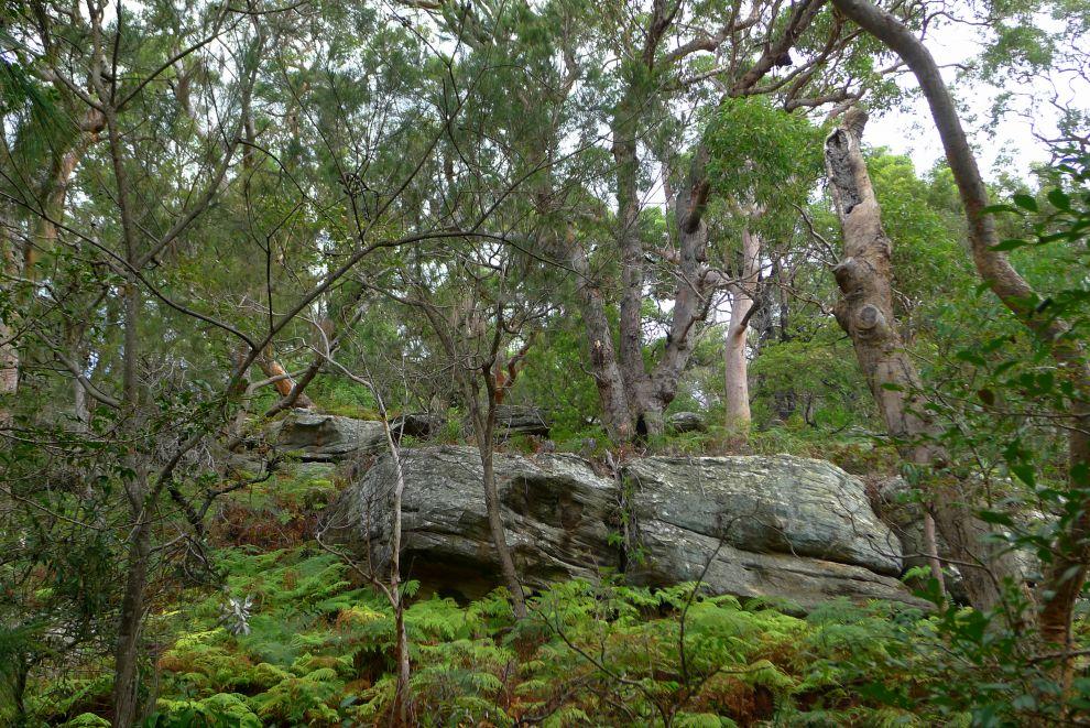Wellings reserve