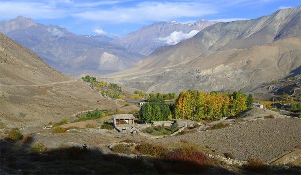 Autumn forest in Mustang