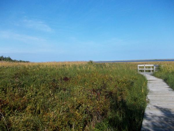 Stezka Salt Marsh