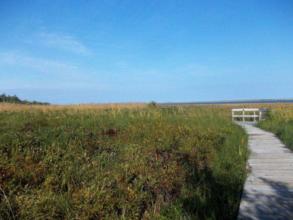 Stezka Salt Marsh