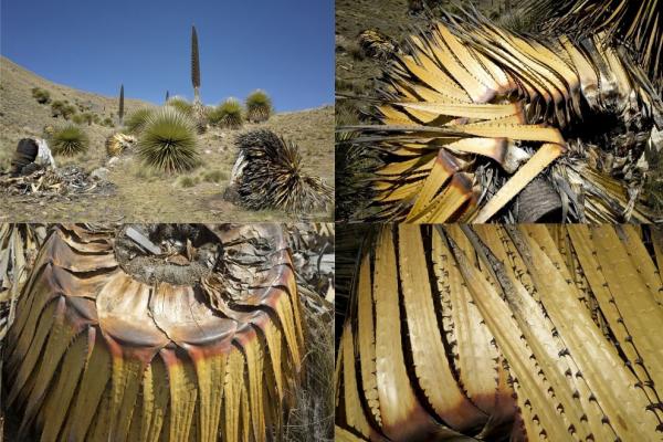 Puya Raymondi