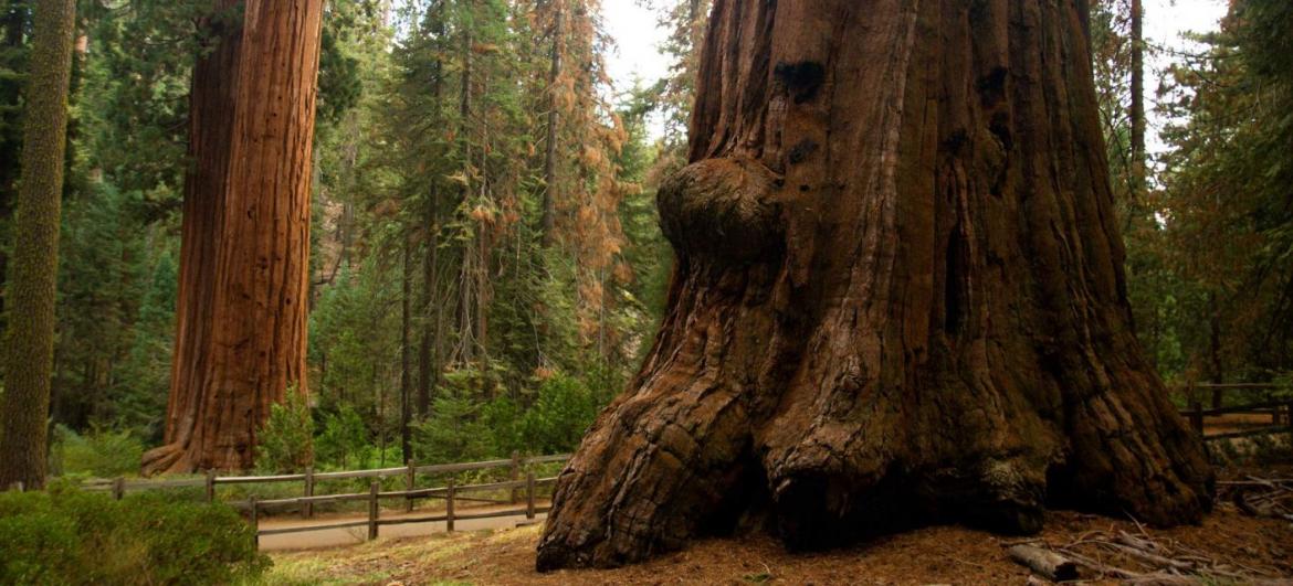 Výlet do Sequoia a Kings Canyons N.P.