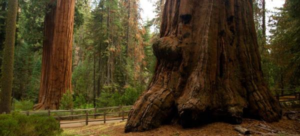 Výlet do Sequoia a Kings Canyons N.P.