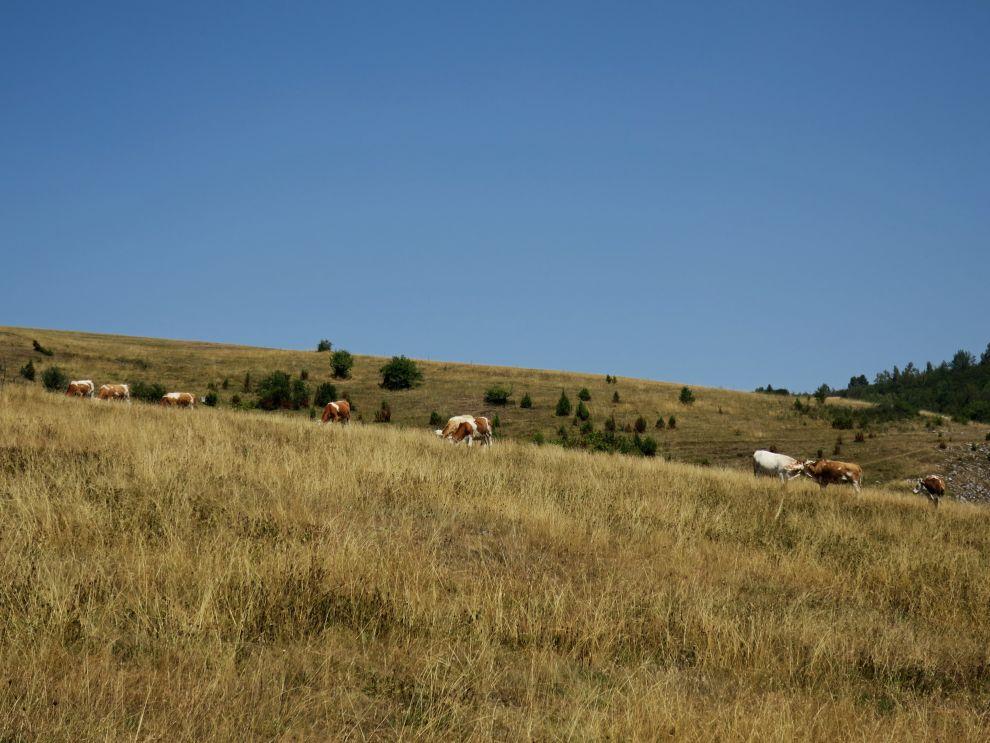 Krávy a zase krávy