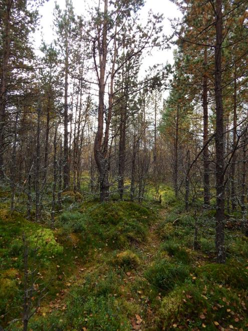 Turistické pěšinky byly sotva znatelné