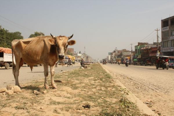 Nepalganj