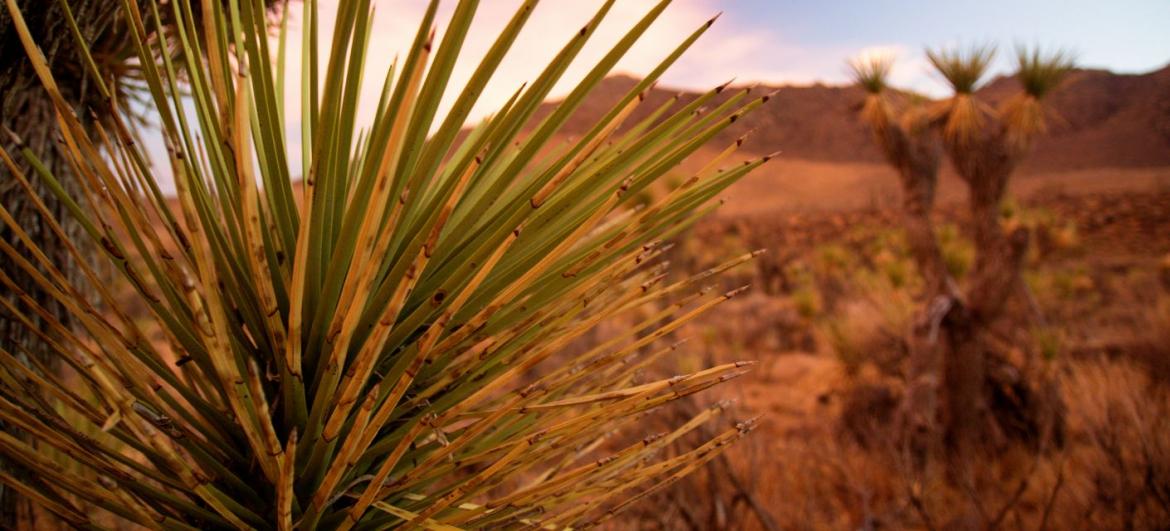 Joshua Tree