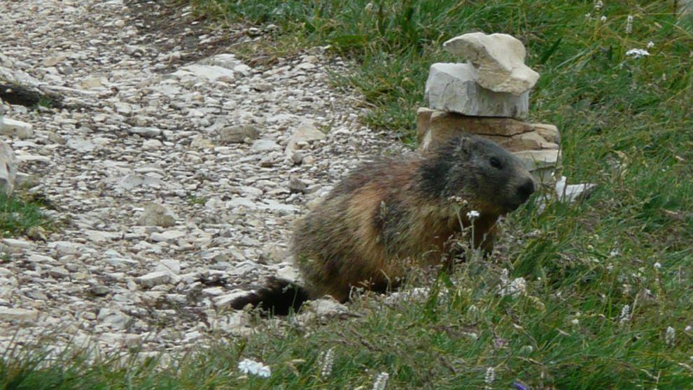svišť