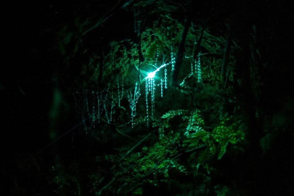 Světélkující červi (Glowworms)