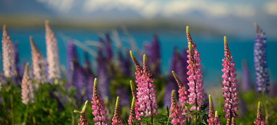 Jezero Tekapo