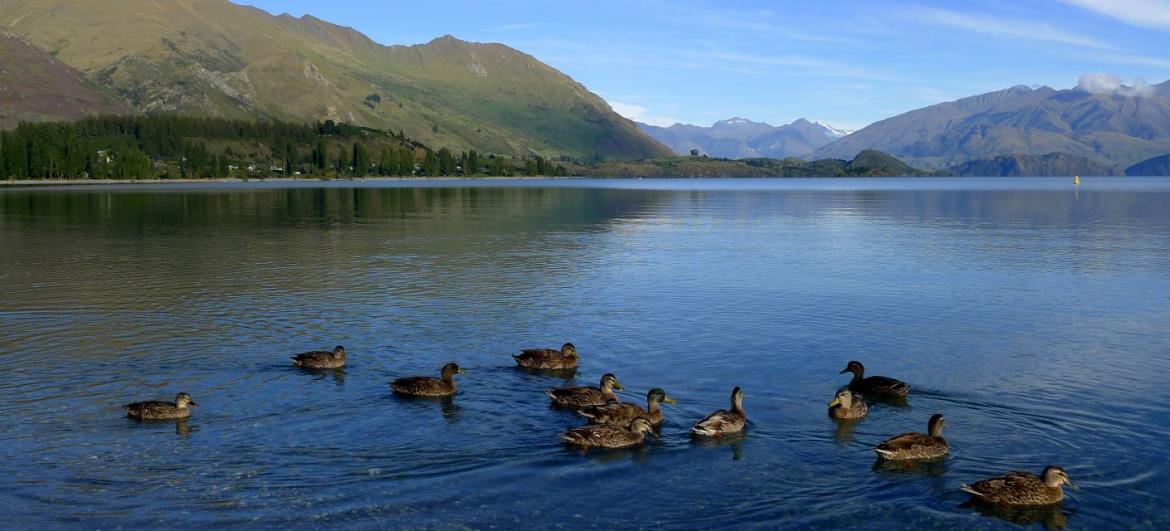 Jezero Wanaka
