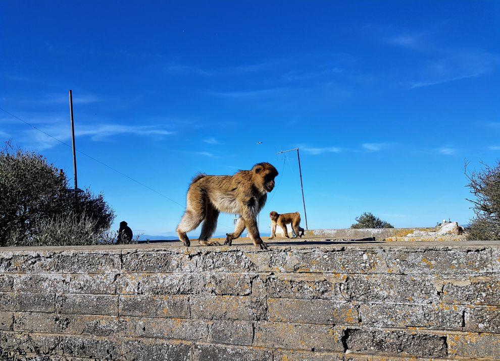 Gibraltar - opičí svět