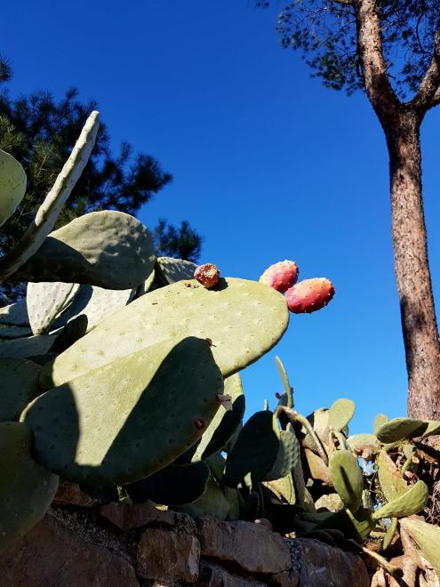 Jardín Botánico - Histórico La Concepción