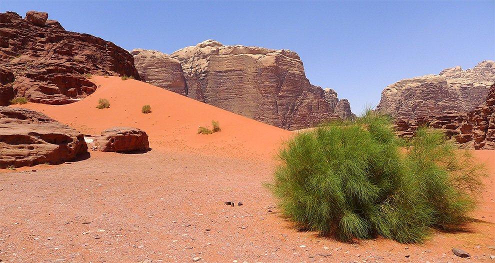 Desert versus life