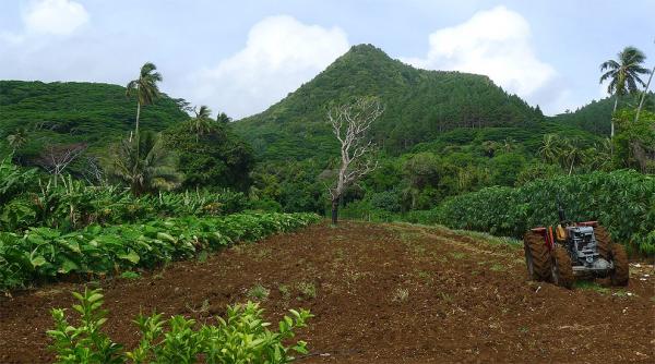 Fields in Rarotonga