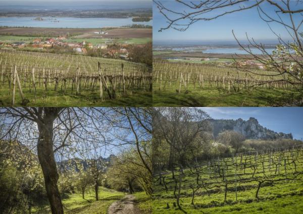 Ve vinicích