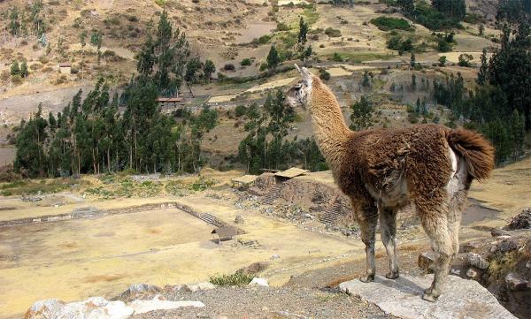 Lama jako turista
