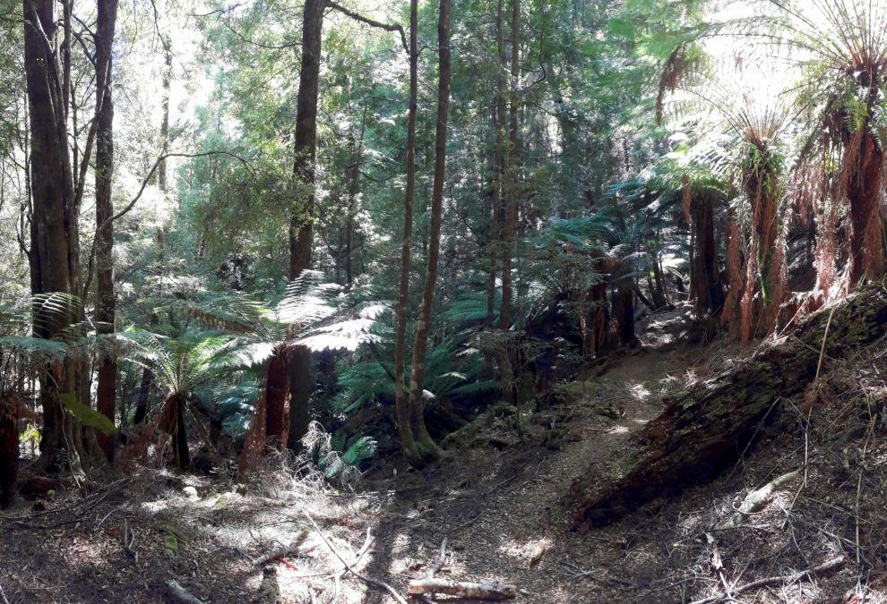 Tarkine - Balfour Track